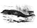 Crocodile (Crocodilus vulgaris). Heb. ThaNIM (Ezk.29.3, 32.2, Is.27.1, 51.9, Ps.74.13). Perhaps also `Leviathan` (Job.41, Is.11.15, 21.1, Jer.51.36)